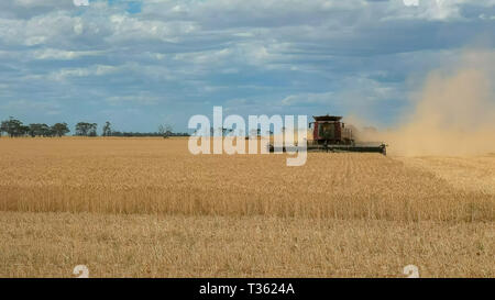 Un rosso macchina mietitrebbiatrice è utilizzato su una fattoria di grano per la raccolta di grano maturo Foto Stock