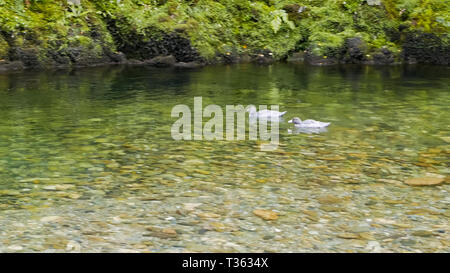 Coppia di rara nuova zelanda anatre blu Foto Stock