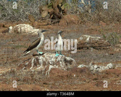 Blu-footed booby coppia danza su una roccia a nth seymour nelle Galapagos Foto Stock