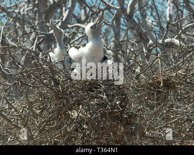 Due baby frigatebirds su un nido nelle isole galalagos Foto Stock