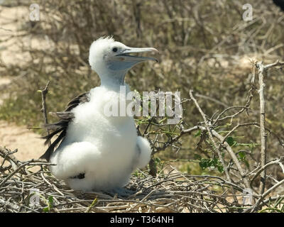 Baby magnifico frigatebird nelle isole galalagos Foto Stock