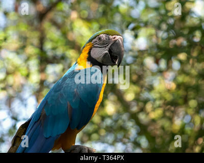 Blu e Oro macaw appollaiato su un albero in Ecuador Foto Stock