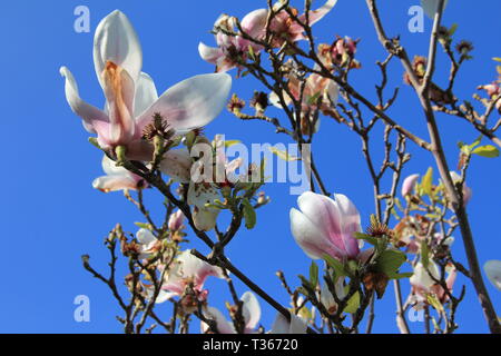 La crociera attraverso il Galles del Nord Foto Stock
