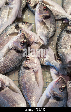 Pesce Daurade - Orate - sul display per la vendita sul mercato a stallo old street market - Mercado - in Ortigia, Siracusa, Sicilia Foto Stock