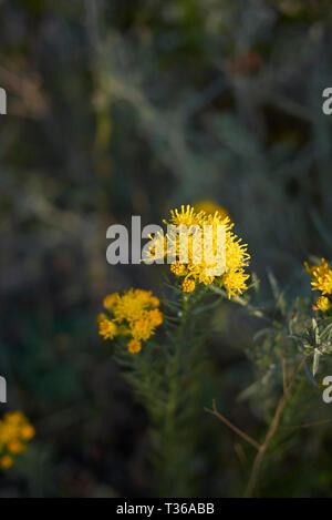 Galatella linosyris in fiore Foto Stock