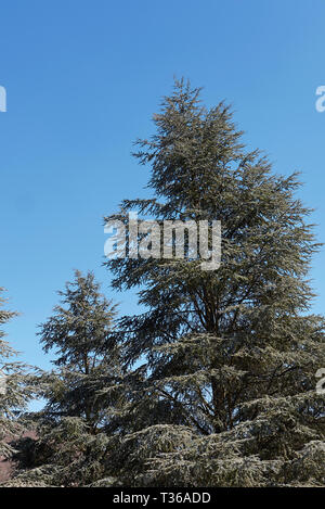 Cedrus atlantica fogliame Foto Stock