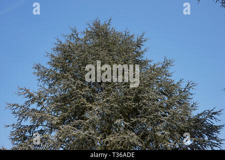 Cedrus atlantica fogliame Foto Stock