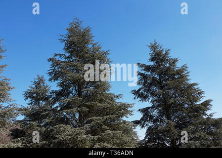 Cedrus atlantica fogliame Foto Stock