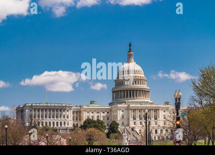 Noi Capitol Building tra albero di primavera fiorisce Foto Stock