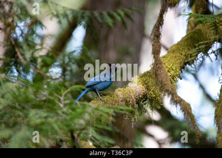 Steller Jay arroccato nella struttura ad albero in posa Foto Stock