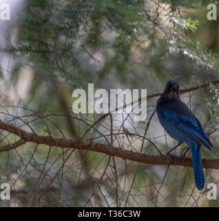 Steller Jay arroccato nella struttura ad albero in posa Foto Stock