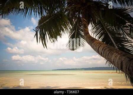 Rami di palme da cocco sotto il cielo blu. Vista da sotto le palme in mare. bellissimo paesaggio tropicale. Andamane e Nicobar Foto Stock