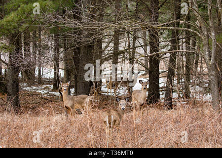 Sei alert white-tailed deer durante la primavera in Wisconsin con uno comincia a crescere la sua palchi. Foto Stock