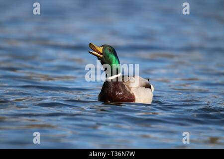 Un drake Mallard duck nuoto su un lago blu in inverno e quacking Foto Stock