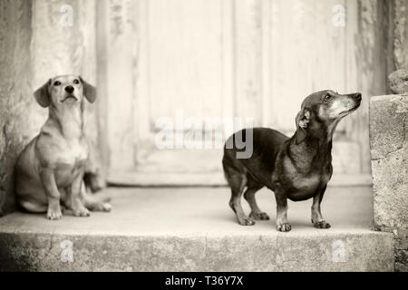 Immagine monocromatica di due tristi e spaventati, abbandonato dashhund mix cani, in attesa presso la frontdoor diserted di casa. Profondità di campo ridotta, selettivo foc Foto Stock