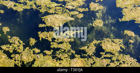 L'acqua stagnante sfondo con alghe. Le Alghe verdi sulla superficie del lago. Le Alghe verdi cluster. Foto Stock