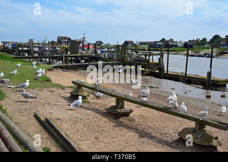 Gabbiani in attesa per i pescatori a venire a all'estuario a Southwold località balneare nel Suffolk, Regno Unito Foto Stock