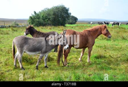 I cavalli e gli asini insieme su un prato in Irlanda. Di fronte grigio di un asino e un cavallo di castagno. Foto Stock