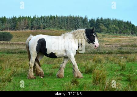 Bella pezzati cavallo in Irlanda. Il cavallo ha una lunga criniera e sfrangiamento. Si tratta di camminare. Paesaggio in background. Foto Stock