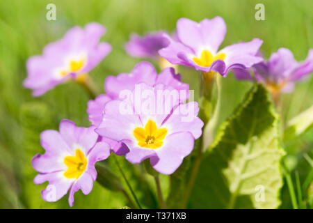 Primula vulgaris subsp. Sibthorpii o primula comune Foto Stock