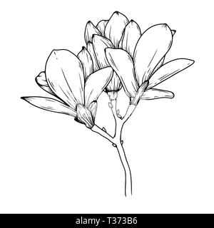 Fiori di magnolia. Disegno realistico di un fiore in fiore. Illustrazione Vettoriale nel disegno stile. Illustrazione Vettoriale