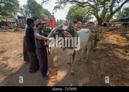 Uomo birmano la preparazione di buoi per la gara di oxcart al Vesak luna piena festa per celebrare il compleanno di Buddha a Shwe Yin Pagoda Maw, vicino a T Foto Stock