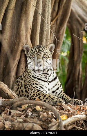 Jaguar, Panthera onca, Pantanal, Mato Grosso, Brasile Foto Stock