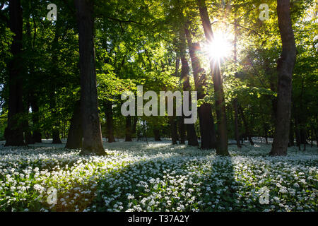 L'aglio orsino è un sano erbe. Fioritura di aglio selvatico (Allium ursinum) con bianco fiorisce in primavera nel bosco di Vienna al tramonto, Austria Foto Stock