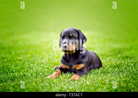 Doberman puppy in erba. Cucciolo giace sull'erba verde. Egli è nero e marrone e così carino. Foto Stock