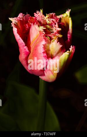 Bella pappagalli multicolori Tulip Foto Stock