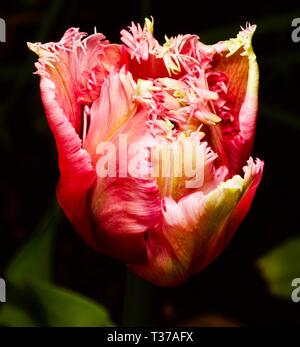 Bella pappagalli multicolori Tulip Foto Stock