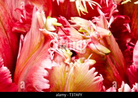 Bella pappagalli multicolori Tulip Foto Stock