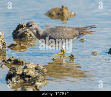 Grigio-tailed / tattler polinesiano Tringa brevipes, trampolieri e riflessa in poco profonde acque blu tra le rocce della spiaggia di città di 1770 Queensland Australia Foto Stock