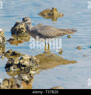 Grigio-tailed / tattler polinesiano Tringa brevipes, trampolieri e riflessa in poco profonde acque blu tra le rocce della spiaggia di città di 1770 Queensland Australia Foto Stock