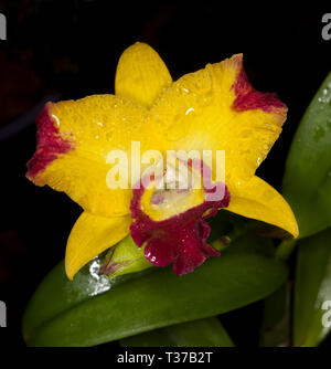 Rosso di stordimento e fiore giallo di orchidee, Rth. Rhyncattleanedhe 'Chunfong Smile" su sfondo scuro Foto Stock