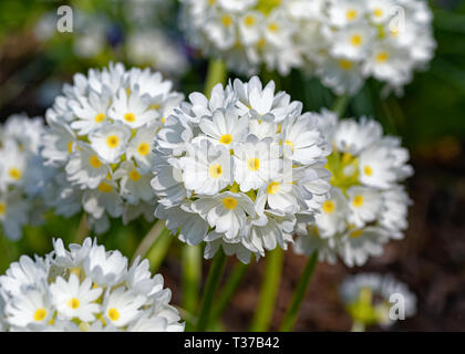 Coscia primula, Primula denticulata, nel giardino di primavera. Foto Stock