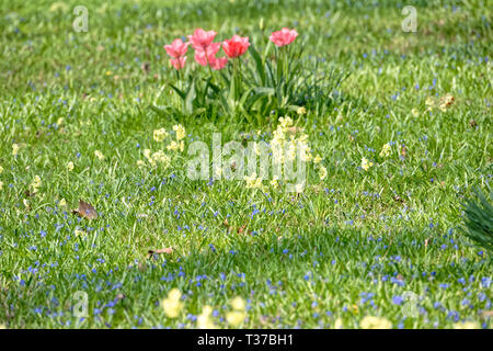 Scilla Blütenfest Das Blaue Wunder auf dem Lindener Berg Foto Stock