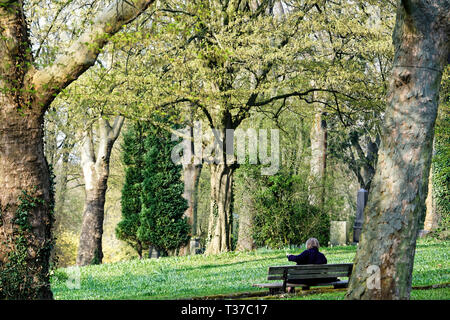 Scilla Blütenfest Das Blaue Wunder auf dem Lindener Berg Foto Stock