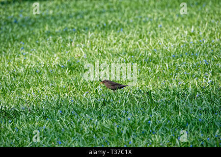 Scilla Blütenfest Das Blaue Wunder auf dem Lindener Berg Foto Stock