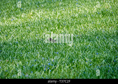 Scilla Blütenfest Das Blaue Wunder auf dem Lindener Berg Foto Stock