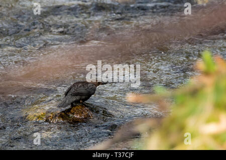 White Throated bilanciere su una roccia nel fiume a caccia di cibo Foto Stock