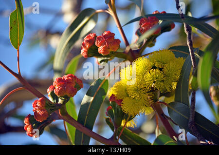 Giallo vibranti fiori e boccioli rosso di mallee gum tree Eucalyptus erythrocorys, famiglia Myrtaceae. Noto anche come Illyarrie, rosso gomma tappato Foto Stock