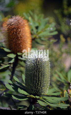 Il giallo e il blu grigio nativi Australiani Banksia oblongifolia infiorescenza, famiglia Proteaceae, Royal National Park, Sydney, NSW, Australia. Foto Stock