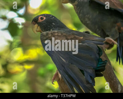 Bronzo pappagallo alato vicino fino in Ecuador Foto Stock