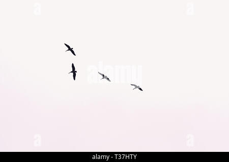 Pellicani battenti vicino al Golden Gate Bridge in una mattinata nebbiosa in San Francisco Foto Stock