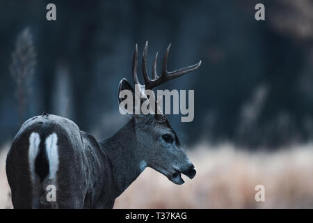 Capriolo mulo maschio in autunno nella valle di Yosemite in mattina presto Foto Stock