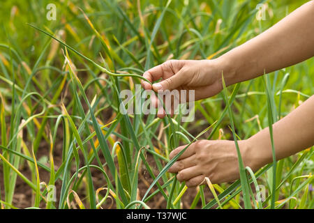 Le mani del giardiniere picking aglio scape nell'orto Foto Stock