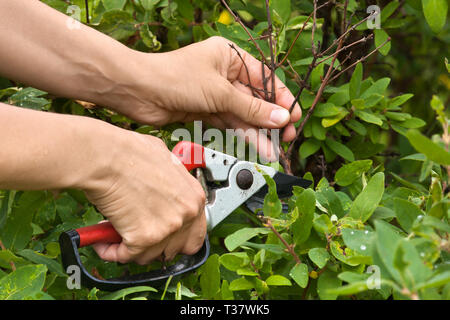 Le mani del giardiniere caprifoglio potatura con secateurs Foto Stock