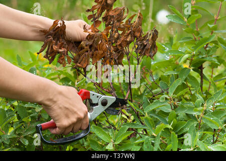 Le mani del giardiniere con potatura secateurs caprifoglio Foto Stock