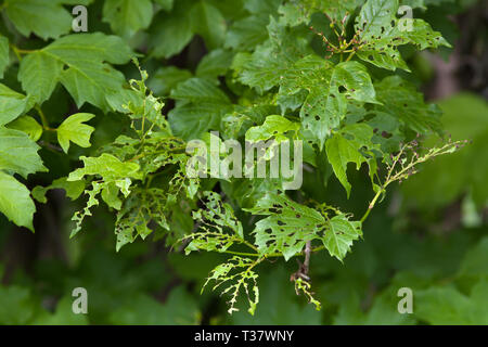 Viburnum foglie danneggiate da viburnum leaf beetle (Pyrrhalta vibumi) Foto Stock